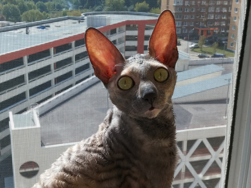 Cat