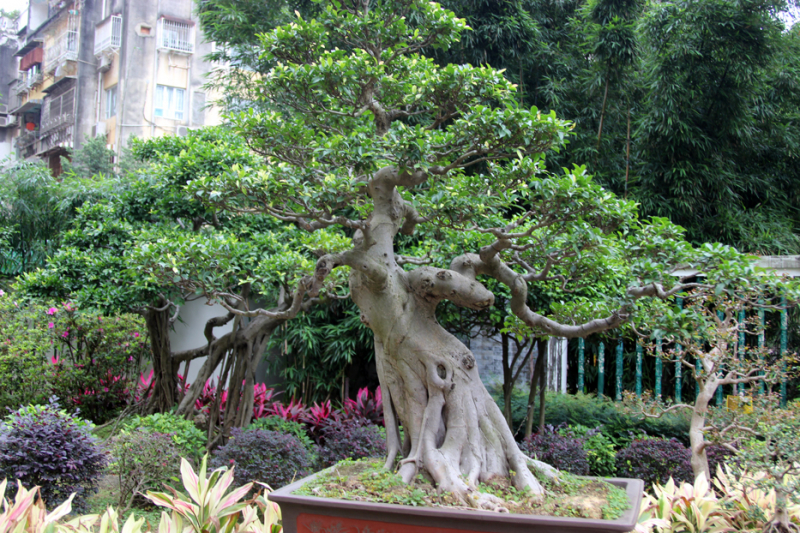 Увидеть Гонконг за 5 дней и влюбиться, Макао 2 дня: основные достопримечательности, как добраться.