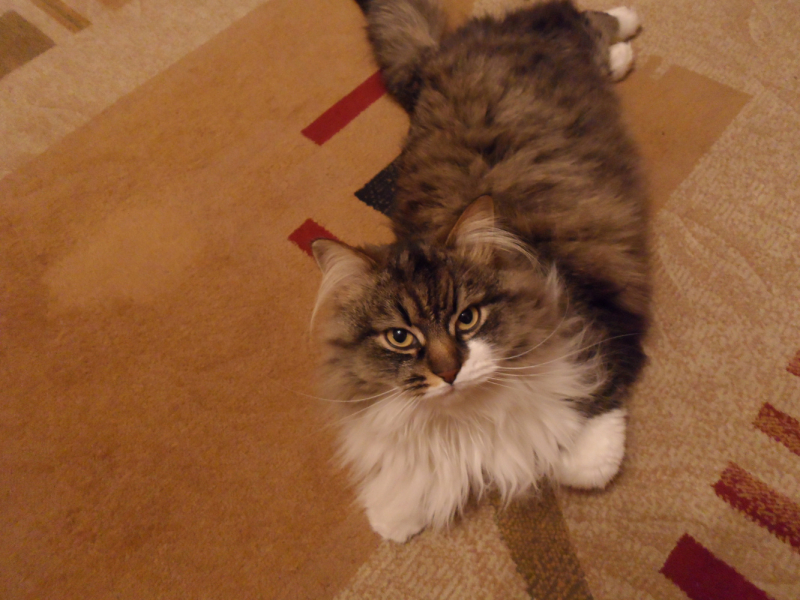 Кошки в нашей жизни. Кошки и все, что с ними связано.