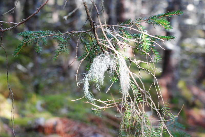 Окрестности Brønnøysund это не только Torghatten