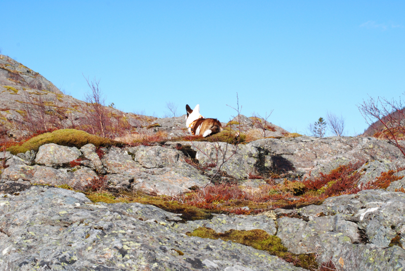 Окрестности Brønnøysund это не только Torghatten