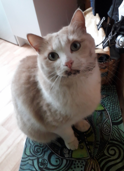 Кошки в нашей жизни. Кошки и все, что с ними связано.