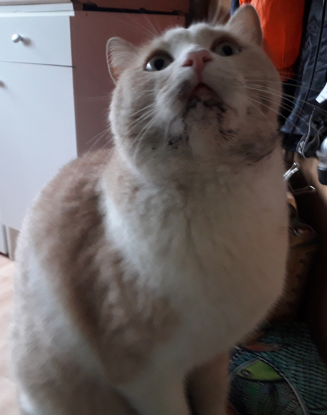 Кошки в нашей жизни. Кошки и все, что с ними связано.