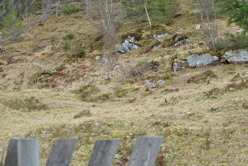 Окрестности Brønnøysund это не только Torghatten