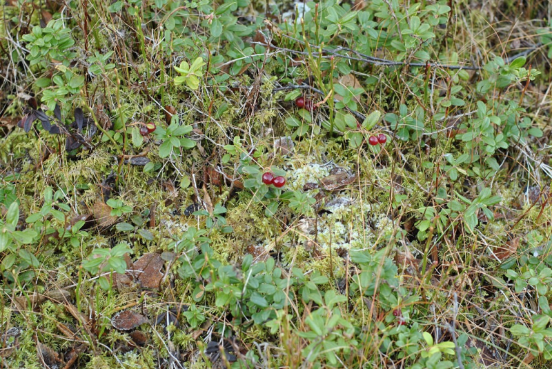 Окрестности Brønnøysund это не только Torghatten