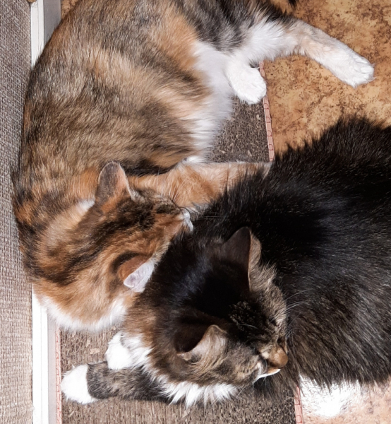 Кошки в нашей жизни. Кошки и все, что с ними связано.