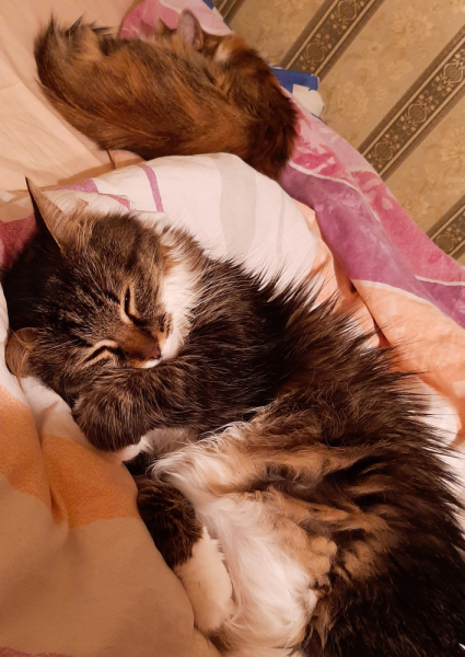 Кошки в нашей жизни. Кошки и все, что с ними связано.