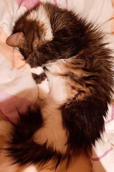 Кошки в нашей жизни. Кошки и все, что с ними связано.