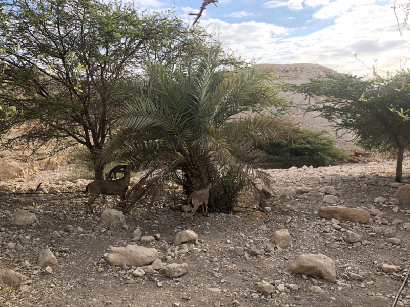 Hadera–Jerusalem-Ein Gedi-Be'er Sheva-Tel Aviv или А почему бы таки не доехать до Израиля в декабре? Hadera–Jerusalem-Ein Gedi-Be'er Sheva-Tel Aviv или А почему бы таки не доехать до Израиля в декабре?