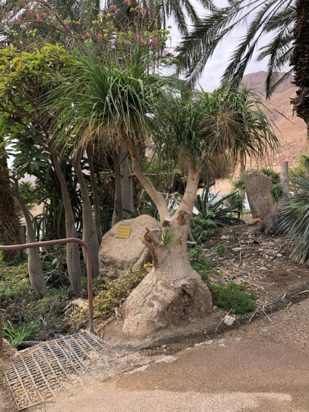 Hadera–Jerusalem-Ein Gedi-Be'er Sheva-Tel Aviv или А почему бы таки не доехать до Израиля в декабре? Hadera–Jerusalem-Ein Gedi-Be'er Sheva-Tel Aviv или А почему бы таки не доехать до Израиля в декабре?