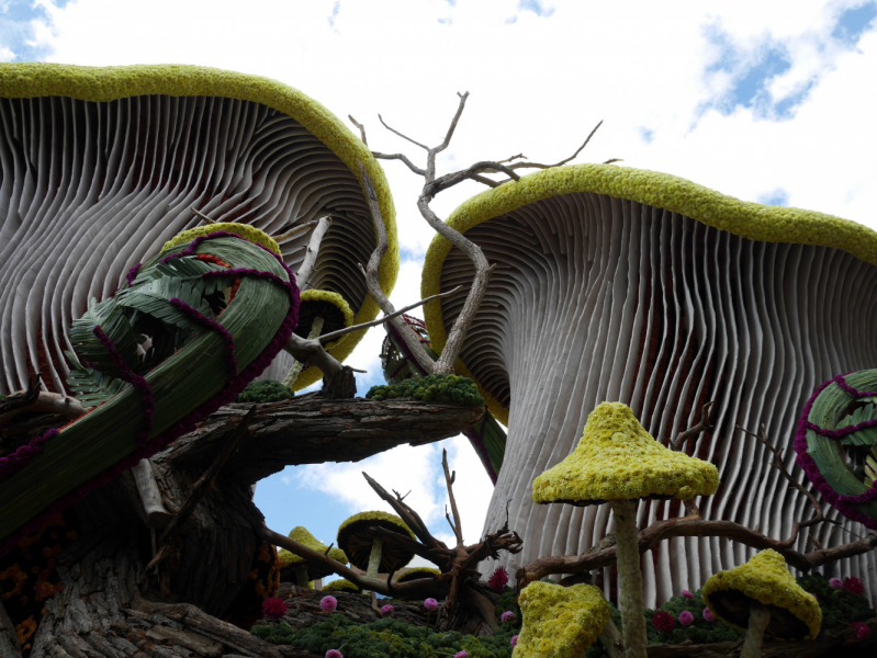 Цветочные парады Varend Corso (2017) и Corso Zundert (2017,2019) в Нидерландах