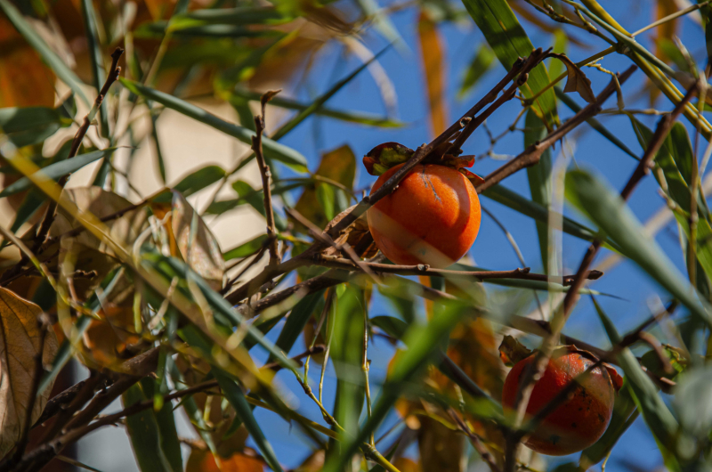 Грузия в октябре 2019. Много фото.