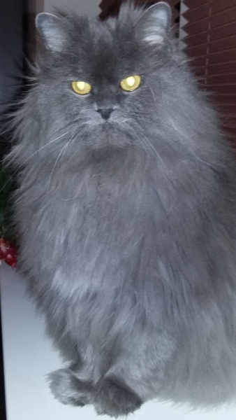 Кошки в нашей жизни. Кошки и все, что с ними связано.