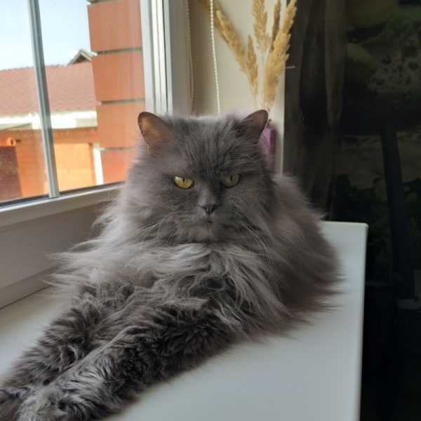 Кошки в нашей жизни. Кошки и все, что с ними связано.