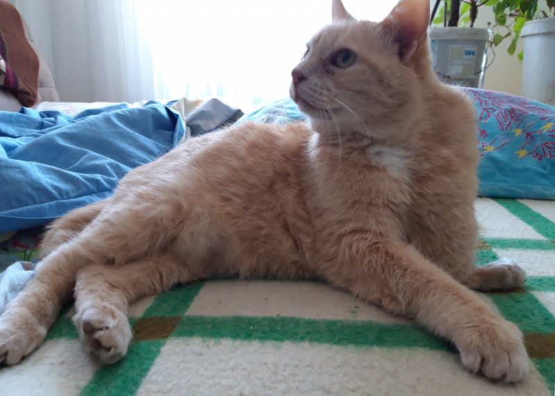 Кошки в нашей жизни. Кошки и все, что с ними связано.