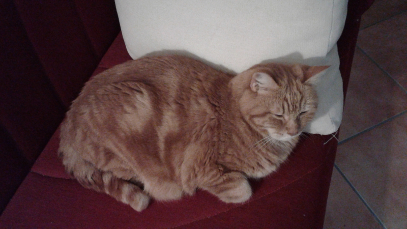 La mia vita. Римские записки, дневник онлайн