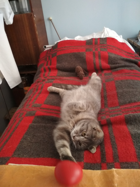 Кошки в нашей жизни. Кошки и все, что с ними связано.