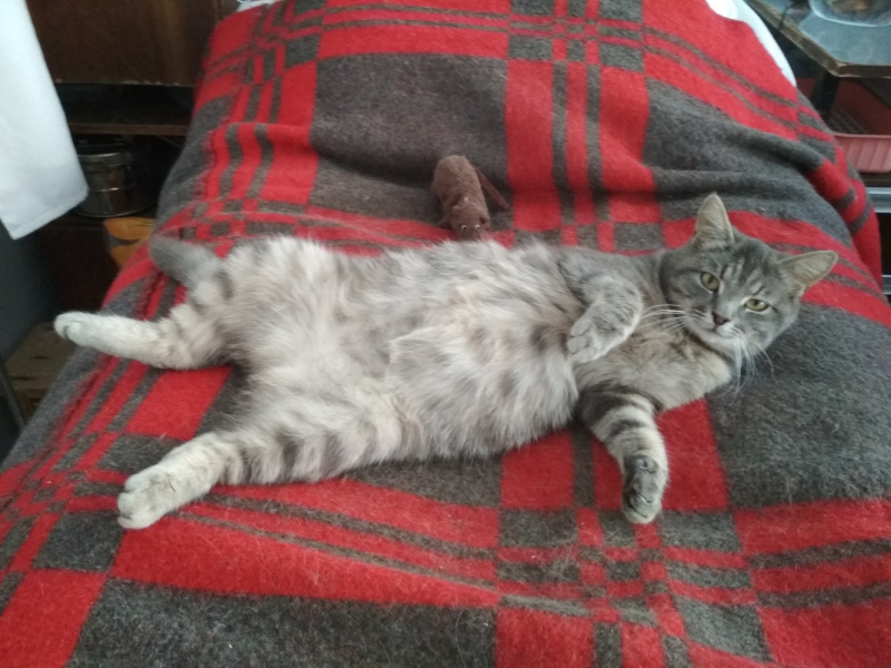 Кошки в нашей жизни. Кошки и все, что с ними связано.