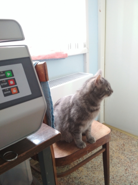 Кошки в нашей жизни. Кошки и все, что с ними связано.