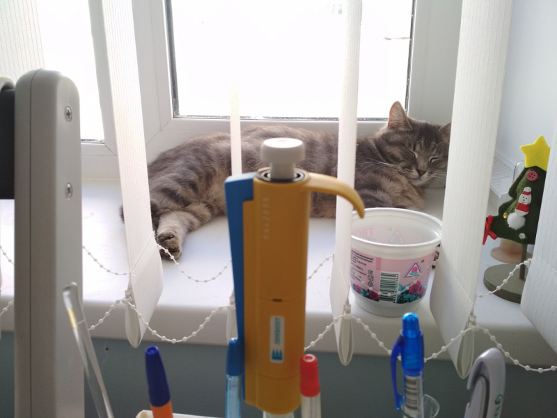 Кошки в нашей жизни. Кошки и все, что с ними связано.