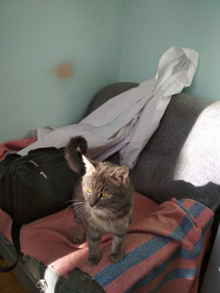 Кошки в нашей жизни. Кошки и все, что с ними связано.