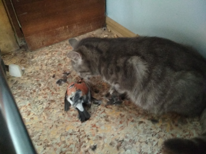 Кошки в нашей жизни. Кошки и все, что с ними связано.