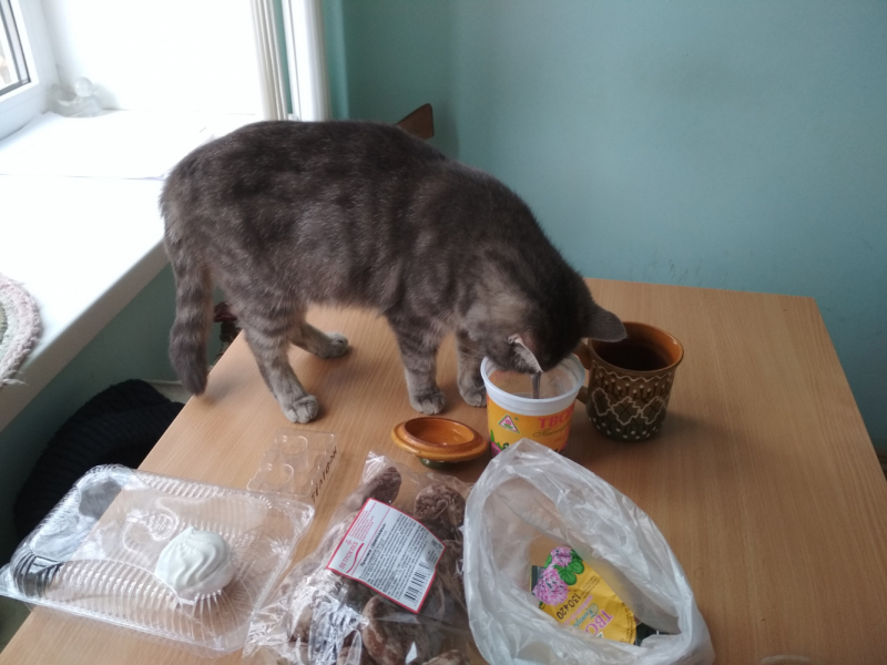 Кошки в нашей жизни. Кошки и все, что с ними связано.