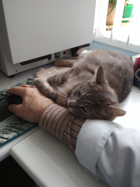 Кошки в нашей жизни. Кошки и все, что с ними связано.