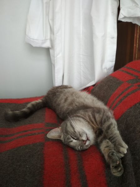 Кошки в нашей жизни. Кошки и все, что с ними связано.