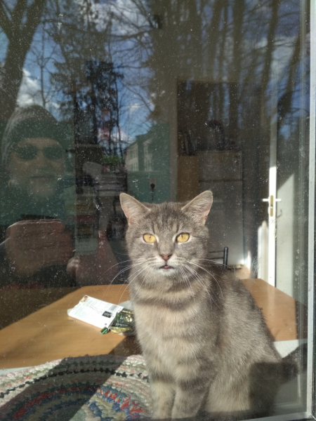 Кошки в нашей жизни. Кошки и все, что с ними связано.