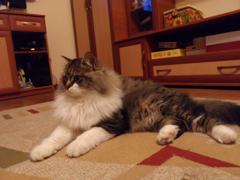 Кошки в нашей жизни. Кошки и все, что с ними связано.