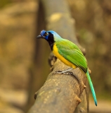 Птицы в фотографиях из путешествий