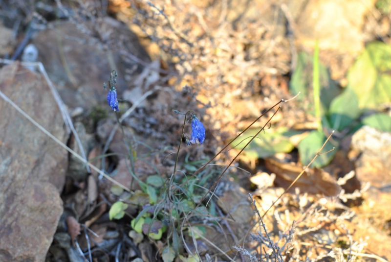 Окрестности Brønnøysund это не только Torghatten