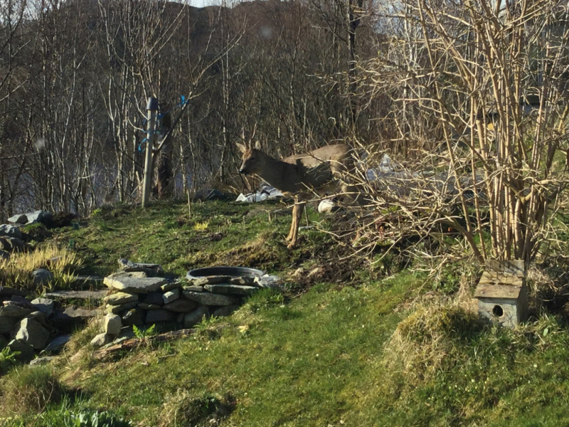 Окрестности Brønnøysund это не только Torghatten