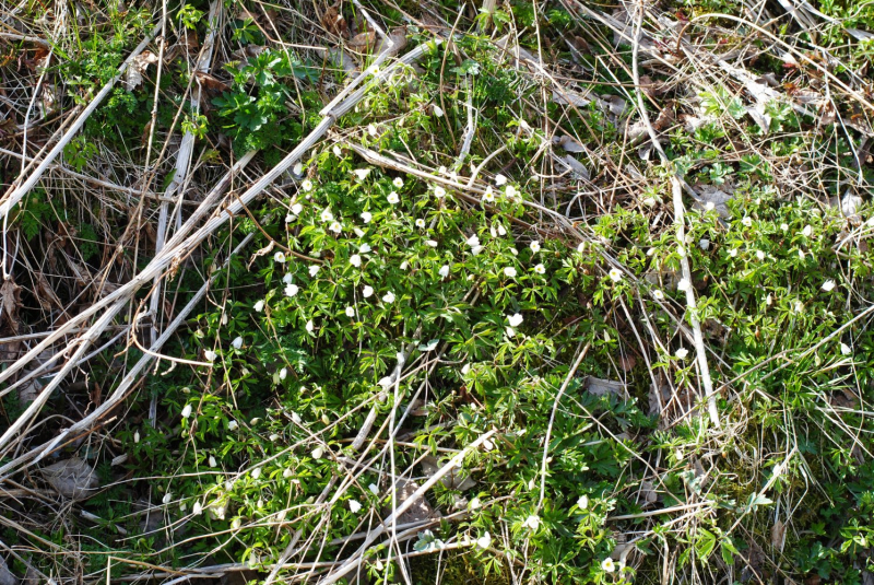 Окрестности Brønnøysund это не только Torghatten
