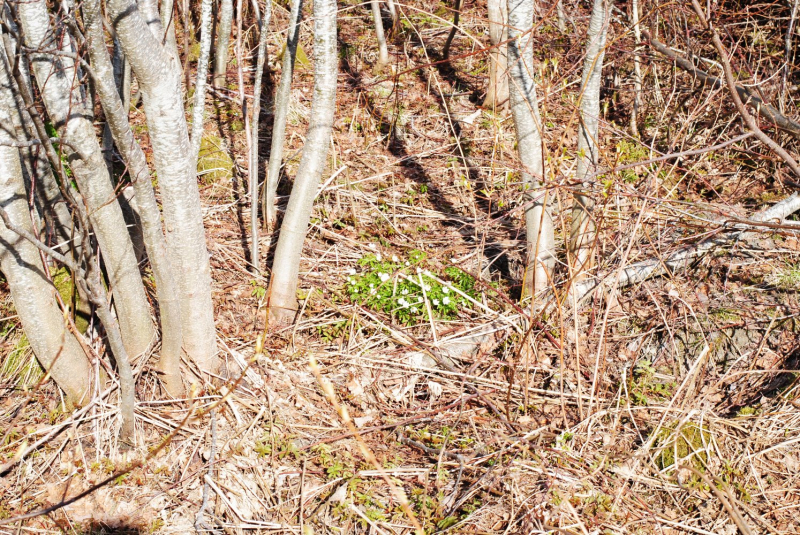 Окрестности Brønnøysund это не только Torghatten