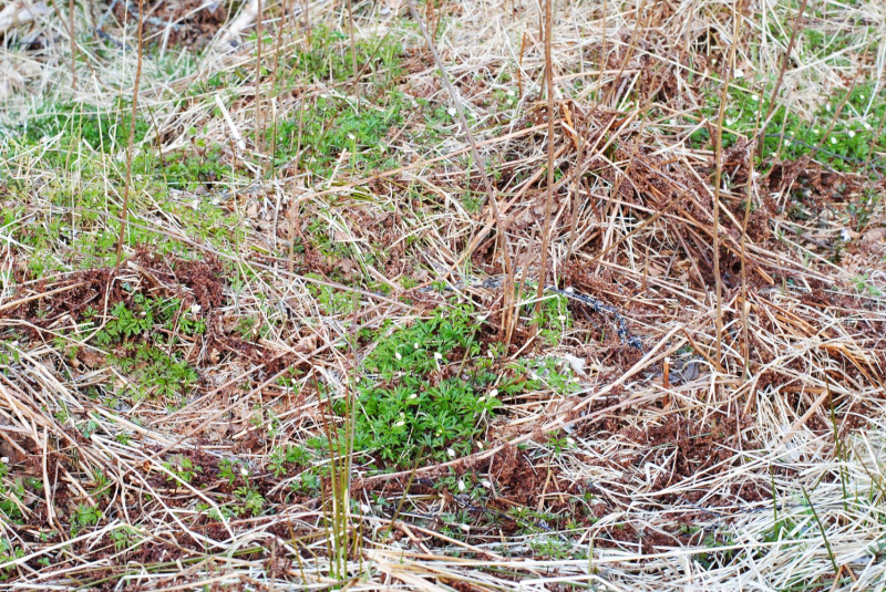 Окрестности Brønnøysund это не только Torghatten