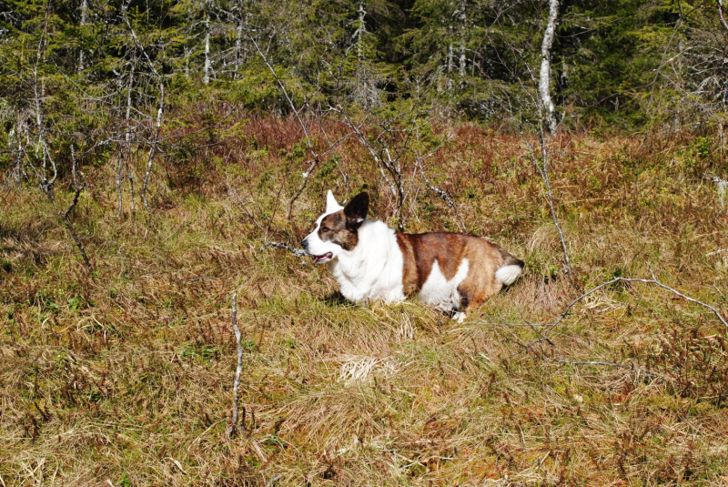 Окрестности Brønnøysund это не только Torghatten