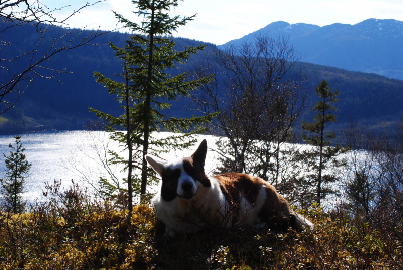 Окрестности Brønnøysund это не только Torghatten