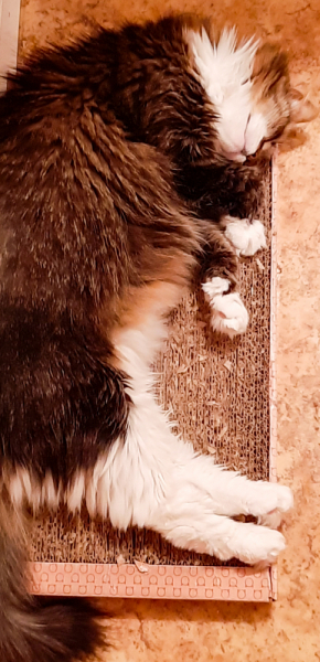 Кошки в нашей жизни. Кошки и все, что с ними связано.