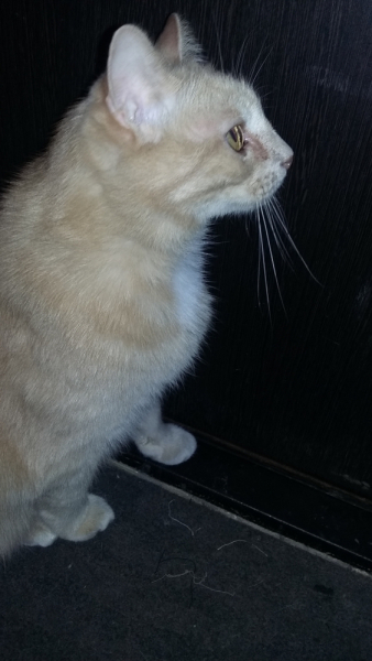 Кошки в нашей жизни. Кошки и все, что с ними связано.