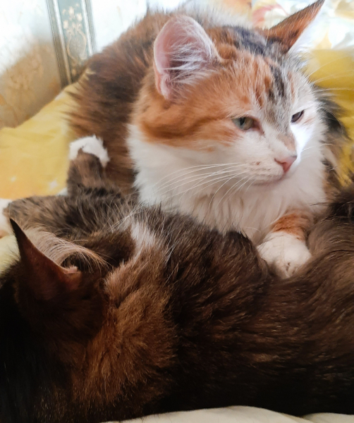 Кошки в нашей жизни. Кошки и все, что с ними связано.