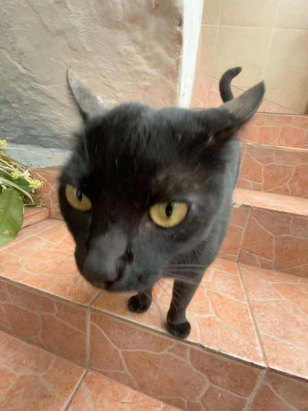 Кошки в нашей жизни. Кошки и все, что с ними связано.