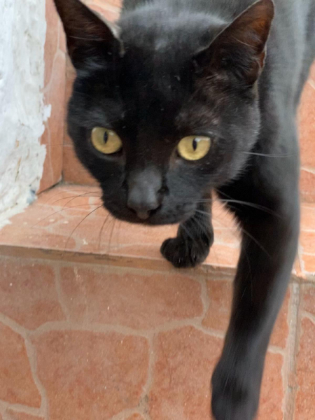 Кошки в нашей жизни. Кошки и все, что с ними связано.