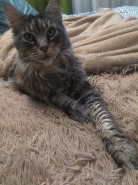 Кошки в нашей жизни. Кошки и все, что с ними связано.