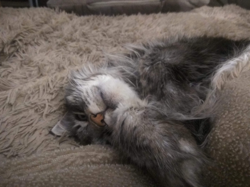 Кошки в нашей жизни. Кошки и все, что с ними связано.