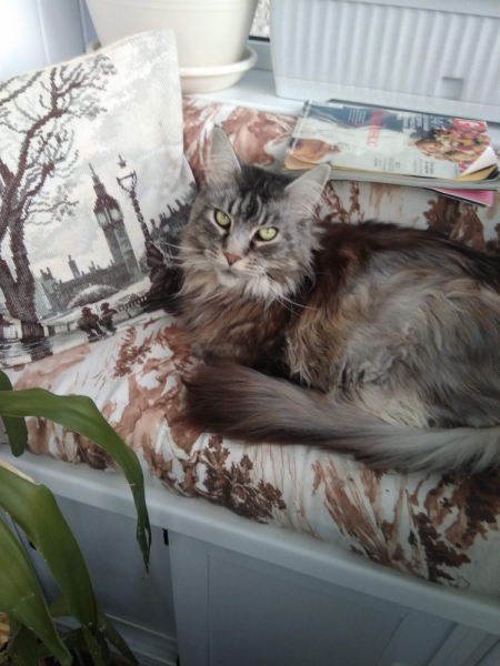 Кошки в нашей жизни. Кошки и все, что с ними связано.