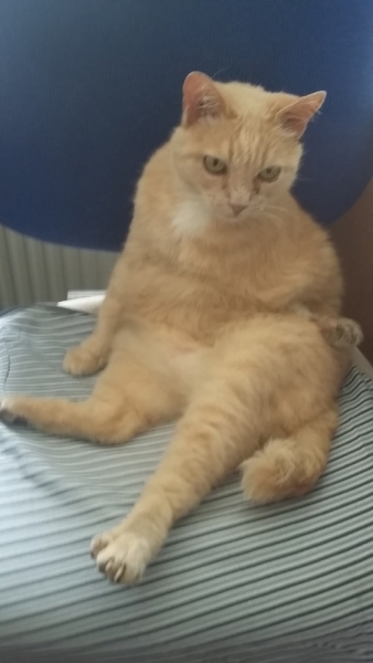 Кошки в нашей жизни. Кошки и все, что с ними связано.