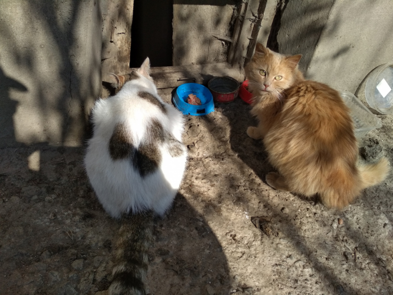 Кошки в нашей жизни. Кошки и все, что с ними связано.