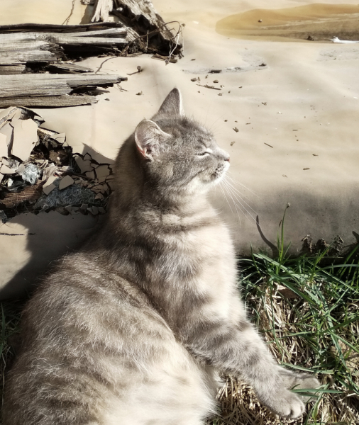 Кошки в нашей жизни. Кошки и все, что с ними связано.